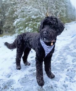 Black Goldendoodles in Snow Paint By Numbers