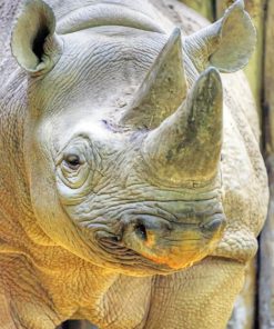 Grey Wildlife Rhinoceros Paint By Numbers