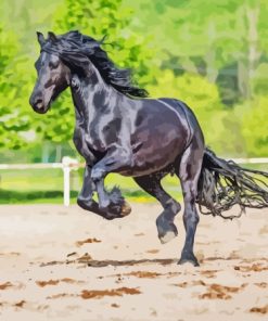 Majestic Black Sport Horse Paint By Numbers