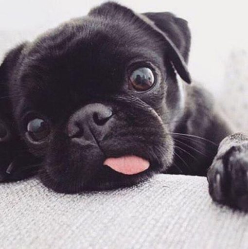 BlackPuppyDog