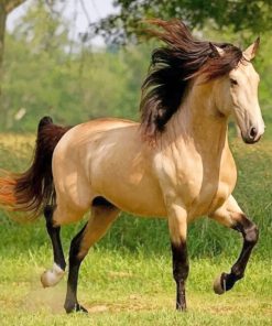 Arabian Stallion Beauty Paint By Numbers