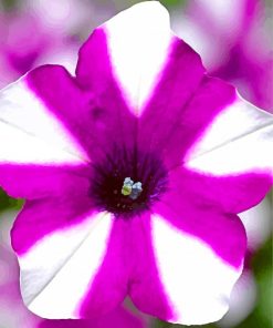 Petunia Flower Paint By Numbers