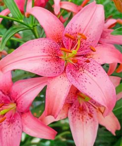 Pink Lily Bloom Paint By Numbers