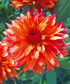 Red Orange Dahlia Paint By Numbers