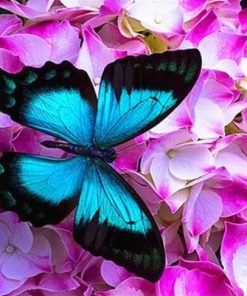 Blue Butterfly And Roses Paint By Numbers
