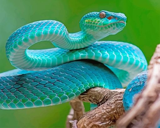 Blue-Venom-snake-adult-paint-by-numbers