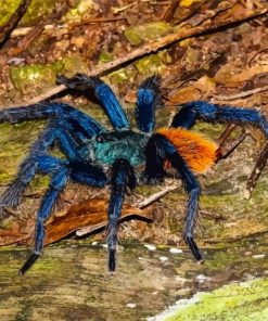 Blue And Brown Spider Paint By Numbers