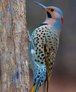 Blue Bird Animals Paint By Numbers
