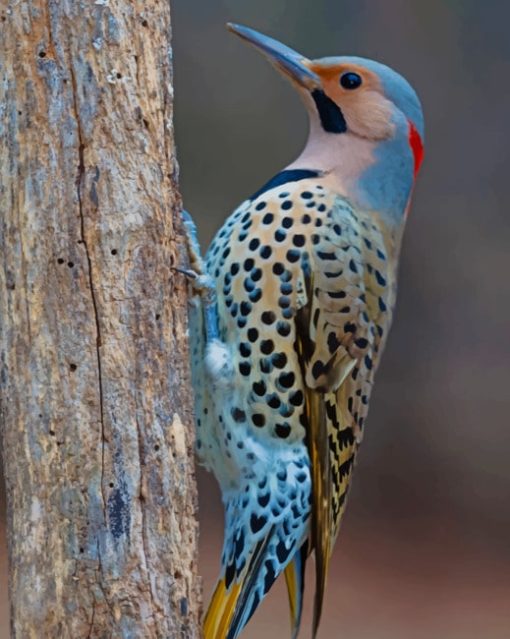 Blue-bird-paint-by-numbers