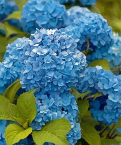 Blue Hydrangea Blossoms Paint By Numbers