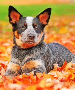 Blue Heeler Australian Cattle Dog Paint By Numbers