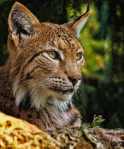 Wild Bobcat Animal Paint By Numbers