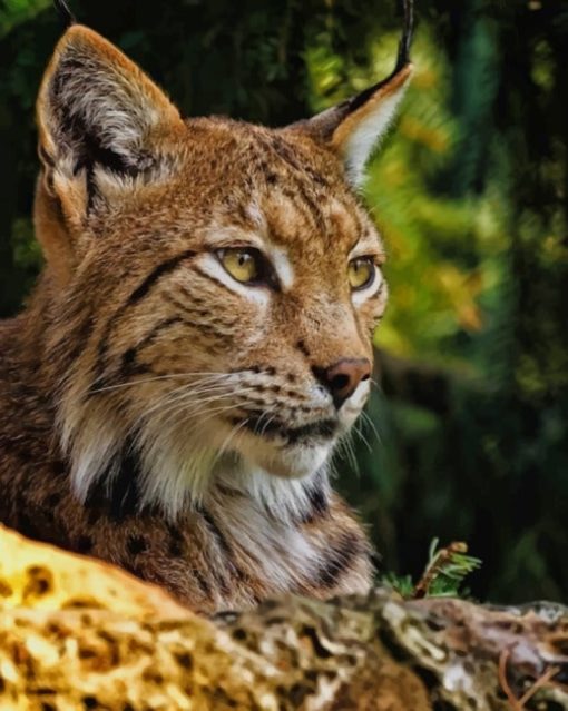 Bobcat-paint-by-numbers