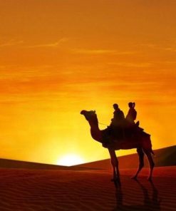 Desert Camel Sunset Paint By Numbers