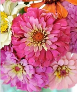 Zinnia Blossom Paint By Numbers