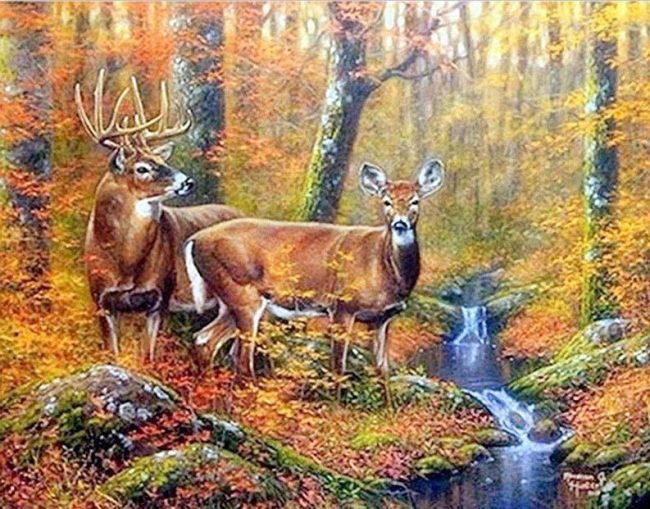 Mule Deer Wildlife Paint By Numbers