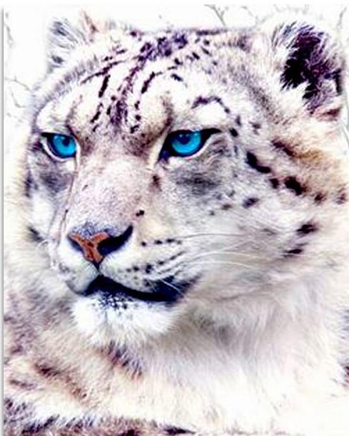 Finalizing Blue Eyed Tiger paint by numbers