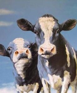 Holstein Friesian Cow Paint By Numbers