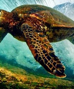 Sea Turtle Ocean Paint By Numbers
