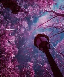 Purple Sky Cherry Tree Paint By Numbers