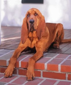 Brown Bloodhound Canine Paint By Numbers