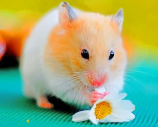 Hamster with Flowers Paint By Numbers