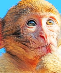 Brown Macaque Wildlife Paint By Numbers