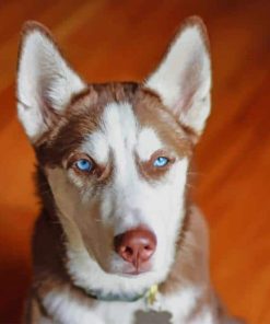 Brown and White Husky Paint By Numbers
