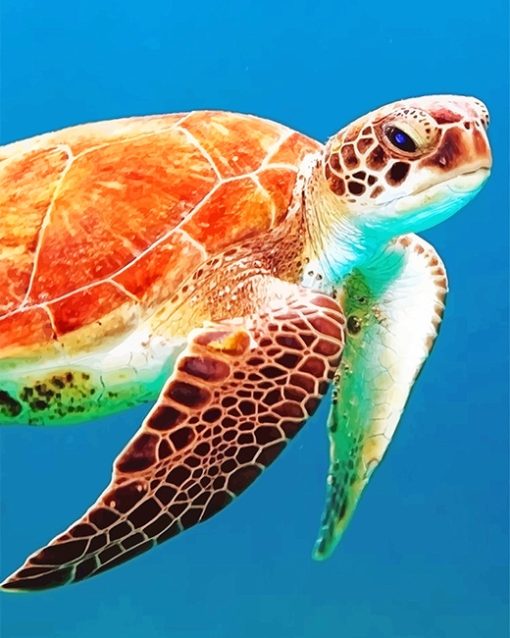Brown-sea-turtle-adult-paint-by-numbers