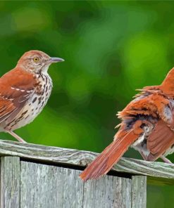 Brown Thrasher Bird Paint By Numbers