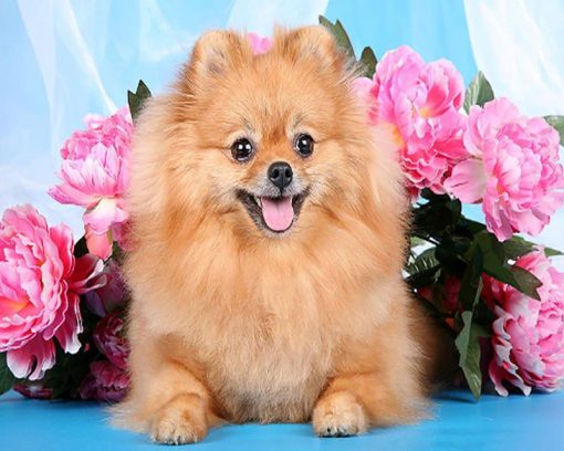 BrownDogPomeranian-21984_1