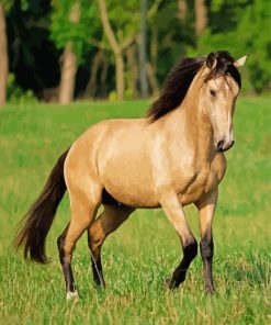 Majestic Buckskin Horse Paint By Numbers