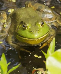 American Bullfrog Frog Paint By Numbers