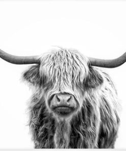 Highland Cow Paint By Numbers
