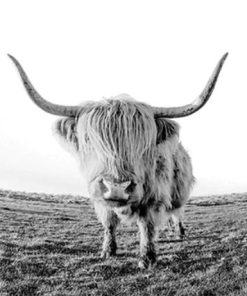 Highland Cow Animals Paint By Numbers