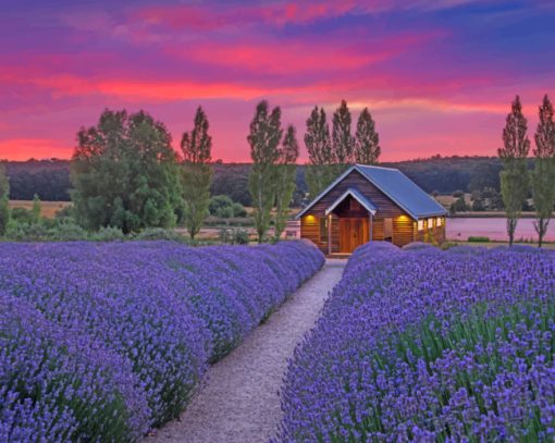 Cabin-in-lavender-field-paint-by-number