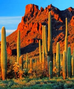 Cactus Mountain Landscape Paint By Numbers