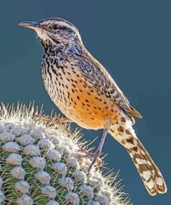Desert Bird Cactus Wren Paint By Numbers