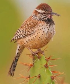 Cactus Wren Desert Birds Paint By Numbers