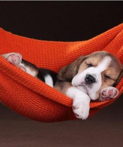 Dog in Hammock Paint By Numbers