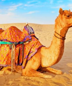 Desert Camel Paint By Numbers