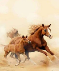 Baby Foal and Arabian Mare Paint By Numbers