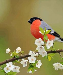 Chaffinch on Blossom Paint By Numbers