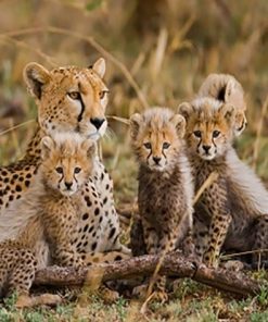 Cheetah Safari Scene Paint By Numbers