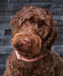 Chocolate Labradoodle Dog Paint By Numbers