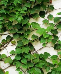Climbing Ivy Greenery Paint By Numbers