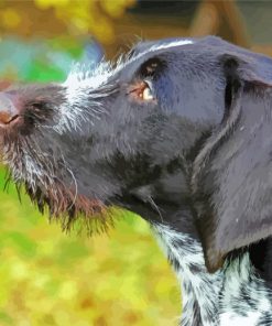 German Shorthaired Pointer Close-Up Paint By Numbers