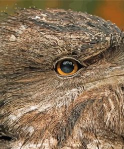 Close Up Nightjars Birds Paint By Numbers