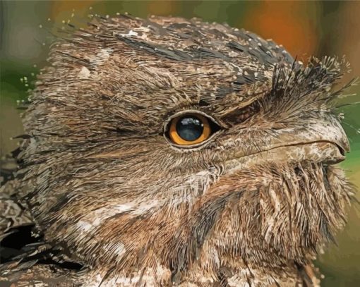 Close-Up-Nightjars-paint-by-numbers