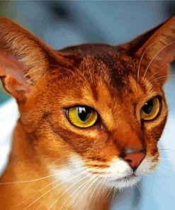 Majestic Abyssinian Cat Paint By Numbers
